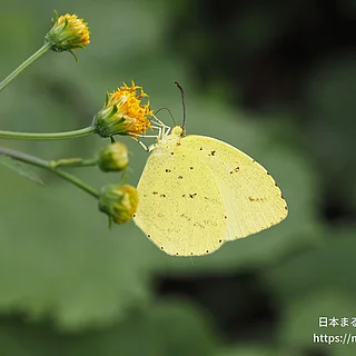 キタキチョウの写真