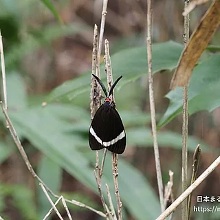 ホタルガの写真