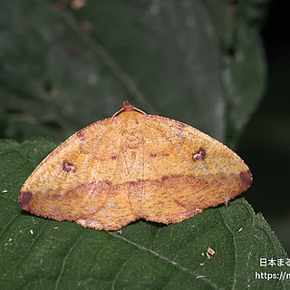 ウラベニエダシャクの写真