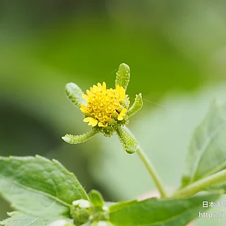 コメナモミ（花）の写真