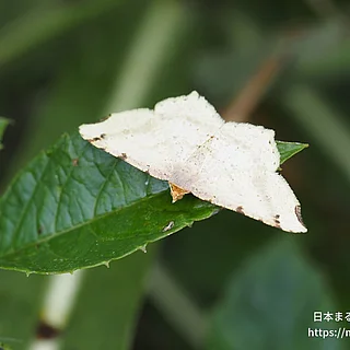 シャンハイオエダシャクの写真