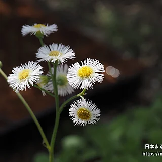 ハルジオン（花）の写真