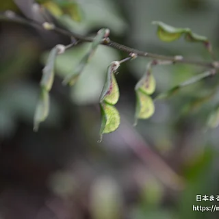 ヌスビトハギの写真