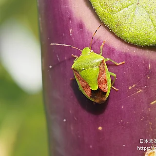チャバネアオカメムシの写真