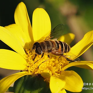 シマハナアブの写真