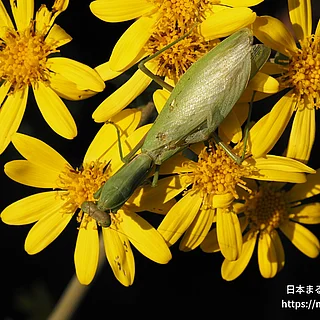 ハラビロカマキリの写真