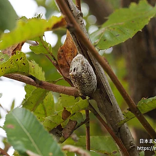 ハラビロカマキリの写真