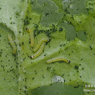ヨトウガの写真