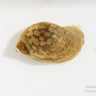 モノアラガイ科の写真