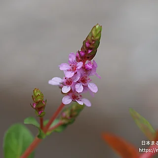 ホザキキカシグサの写真