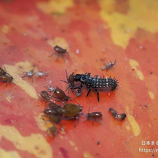 ダンダラテントウの写真