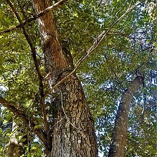 ツブラジイの写真