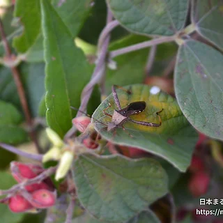 ホソヘリカメムシの写真