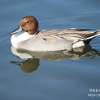 オナガガモの写真