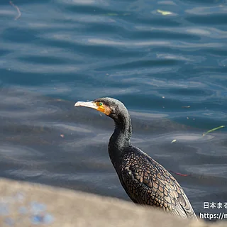 カワウの写真