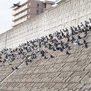 カワラバトの写真