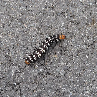 ハマオモトヨトウの写真