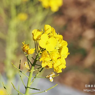 カラシナの写真