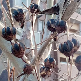 サルスベリの写真