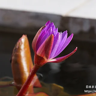 ティナの写真