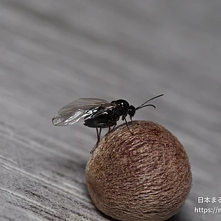 クヌギハケタマバチの写真