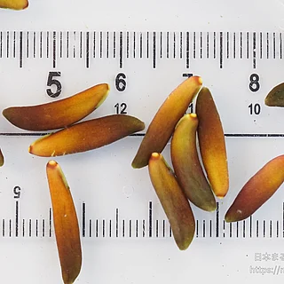 ケープヒルムシロの写真