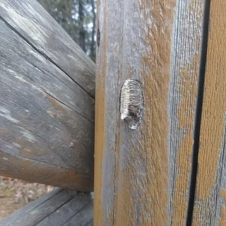ハラビロカマキリの写真