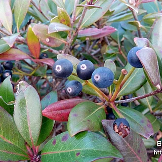 シャリンバイの写真