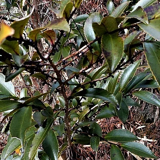 ヒサカキの写真