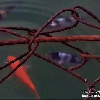 コイの写真