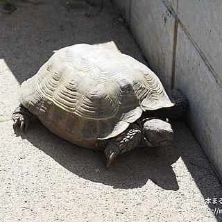 ヨツユビリクガメの写真