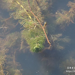 フサジュンサイの写真