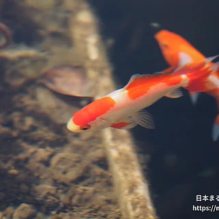 キンギョの写真