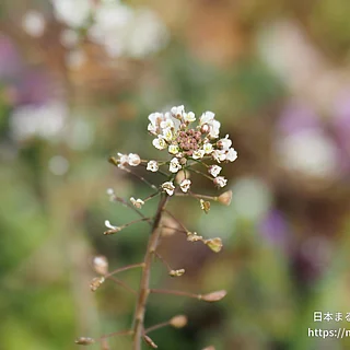 ナズナの写真
