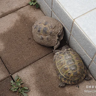 ヨツユビリクガメの写真