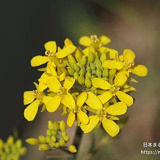 ミズナの写真
