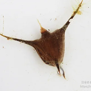 ヒメビシの写真