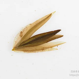 マルバオモダカの写真