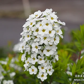 ユキヤナギの写真