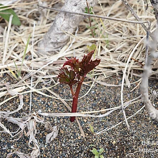 ヤブカラシの写真
