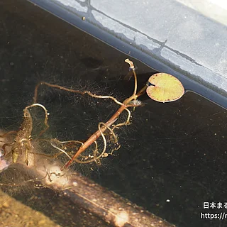 トチカガミの写真