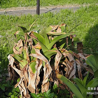ハマユウの写真