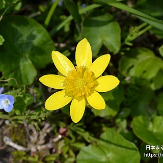キクザキリュウキンカの写真