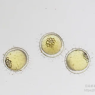 ミナミメダカの写真