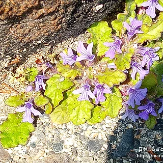キランソウの写真