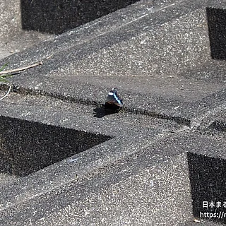 ルリタテハの写真