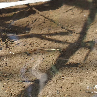 ミナミメダカの写真