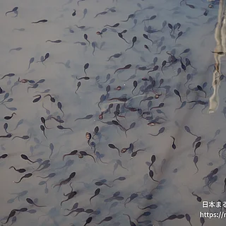 アズマヒキガエルの写真