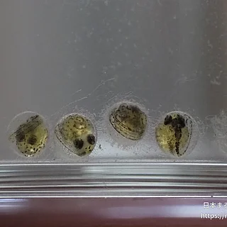 ミナミメダカの写真