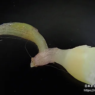 ヒツジグサの写真